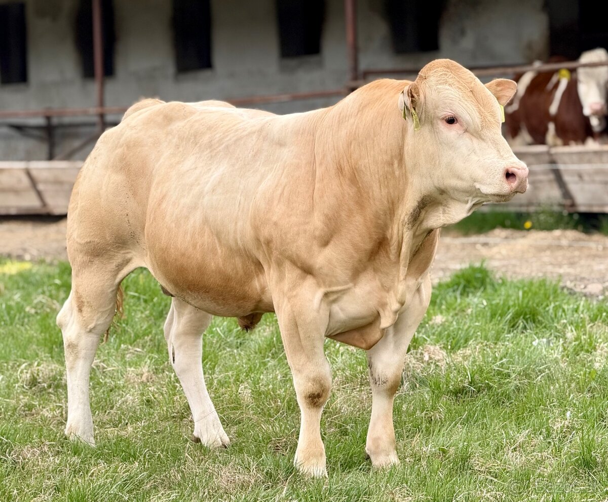 Plemenné býky - 13