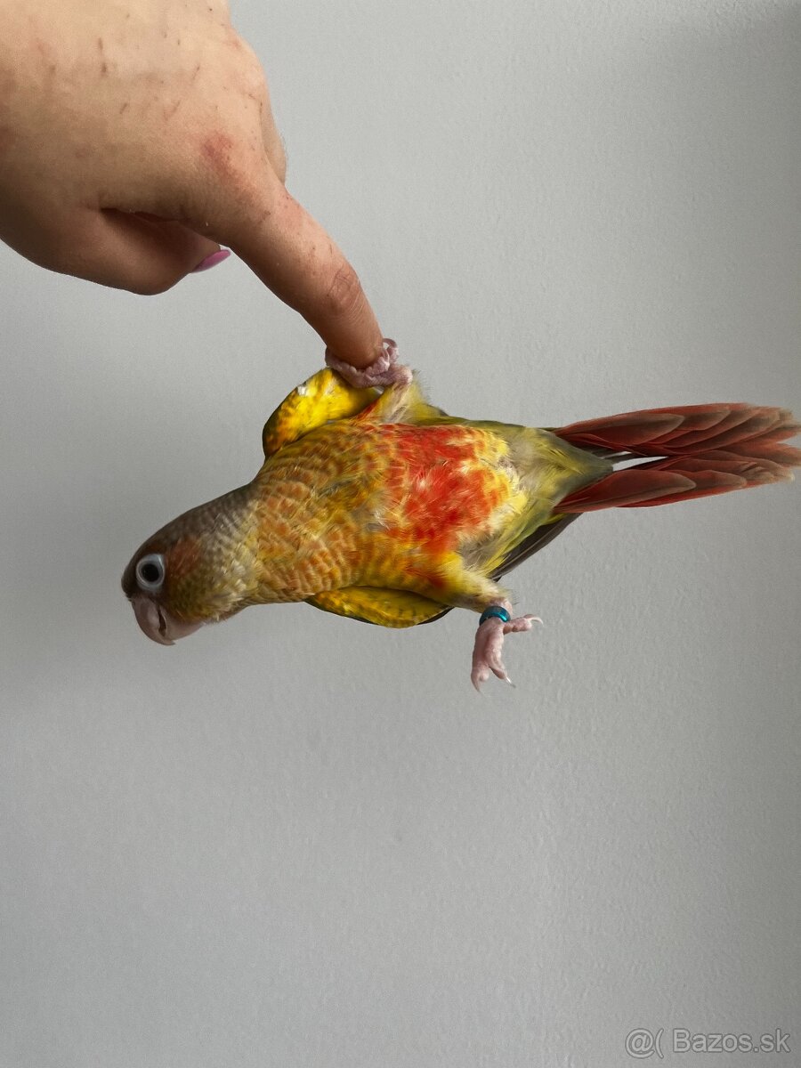 Predám pyrurku - 13