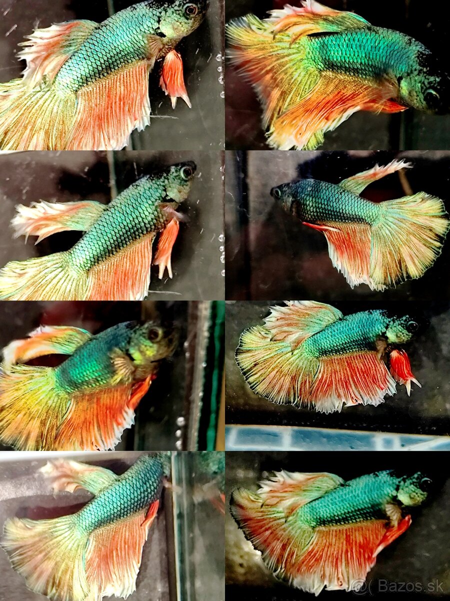 Betta Splendens - Bojovnica Pestrá. - 13