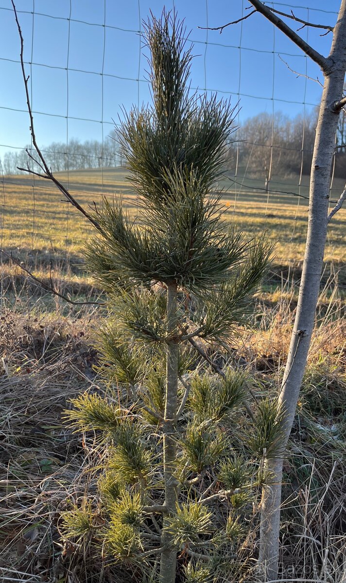 Sibírsky Céder / Pinus Sibirica - 13