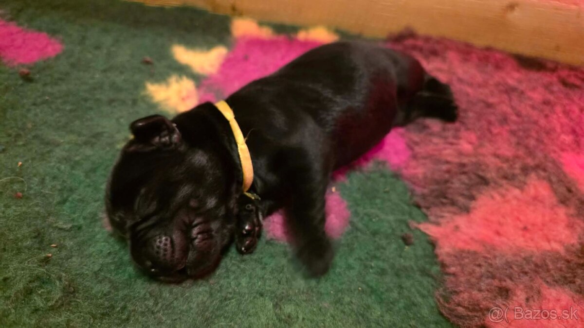 Labrador retriever - šteniatka - 13