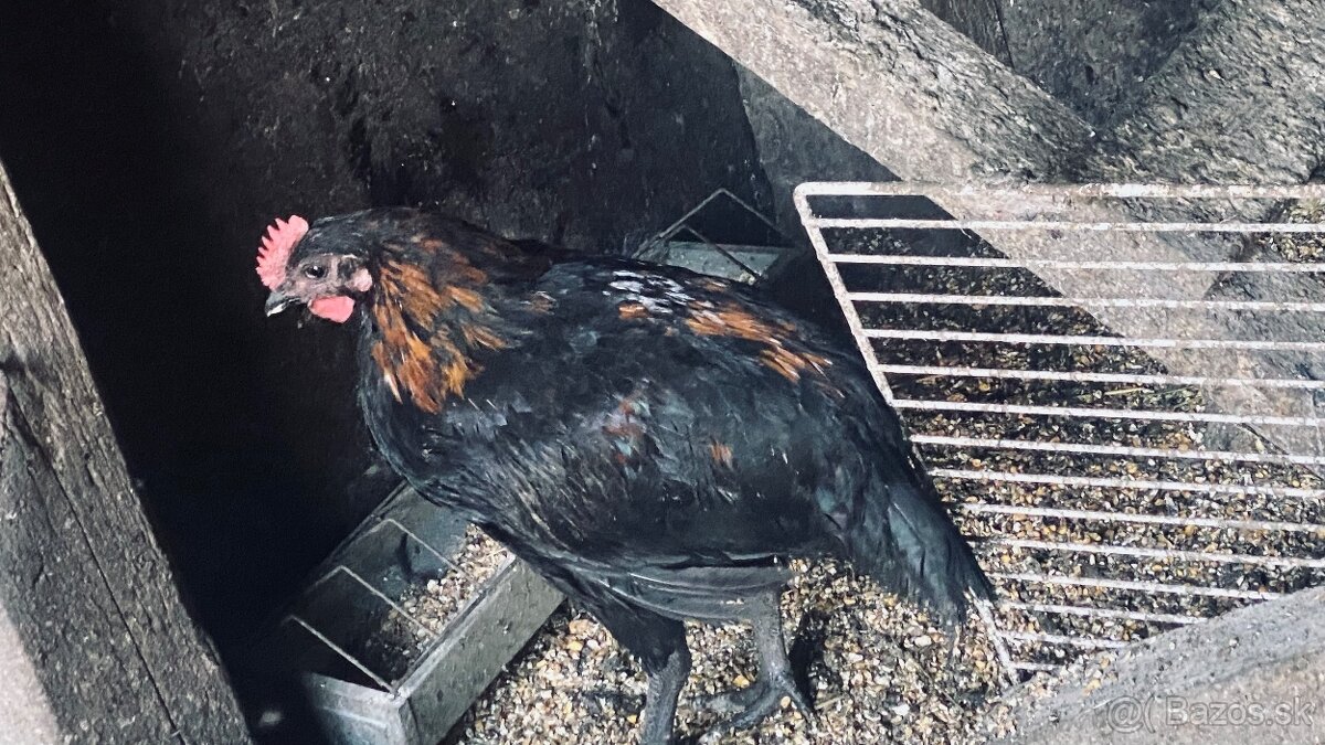 Predám kohútov vyliahnutých 29.1. 2025 - 13