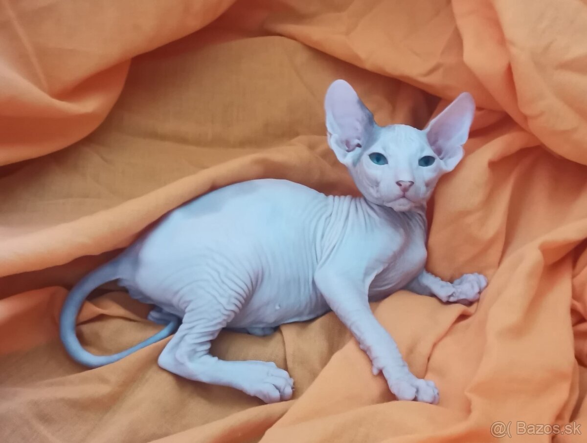 Don Sphynx Mačičky s PP - 13