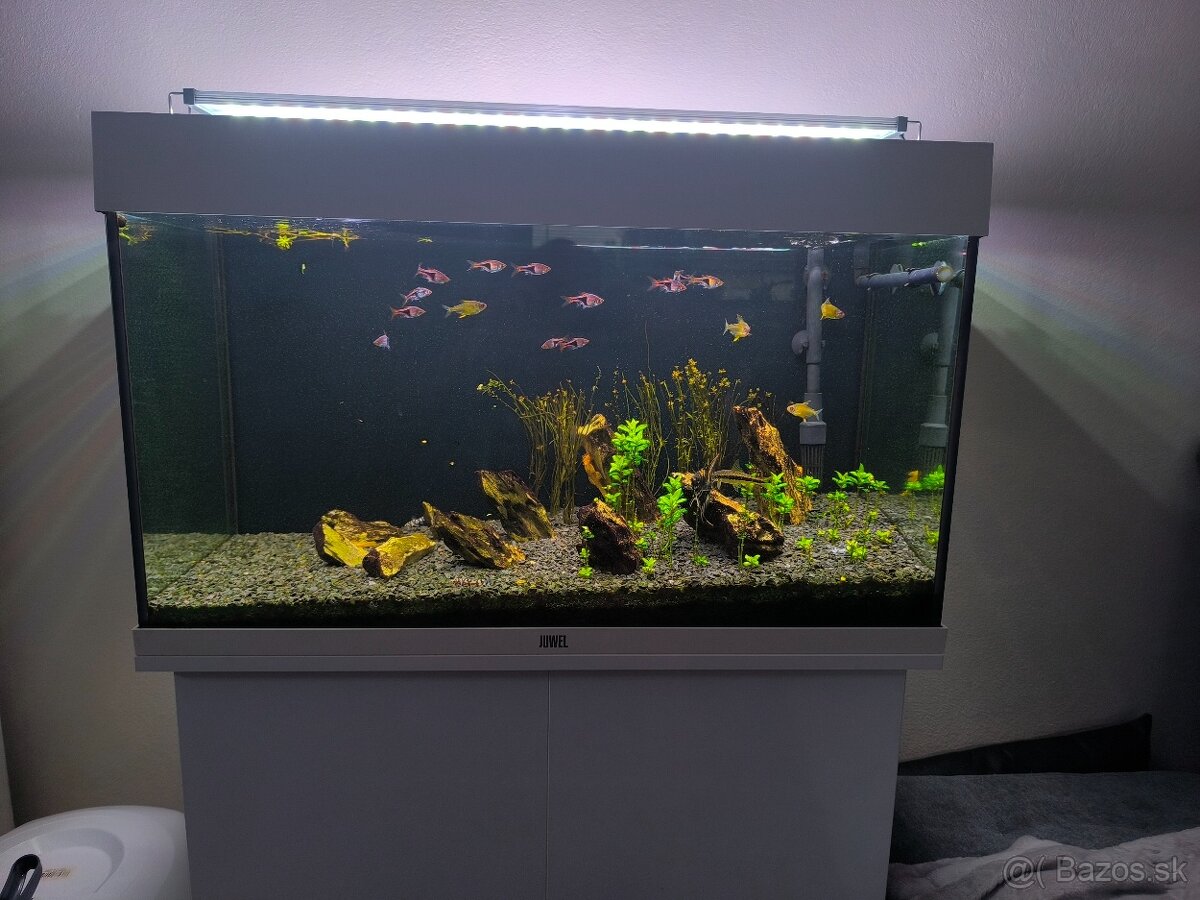 Akvarium - 13