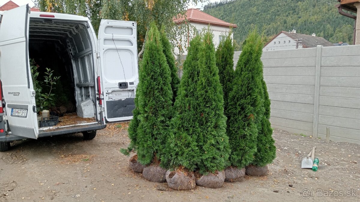 Tuja Smaragd, vavrínovec, červienka, gaštan - Prešov - 13
