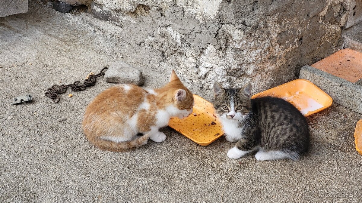 Darujem mačiatká - 13