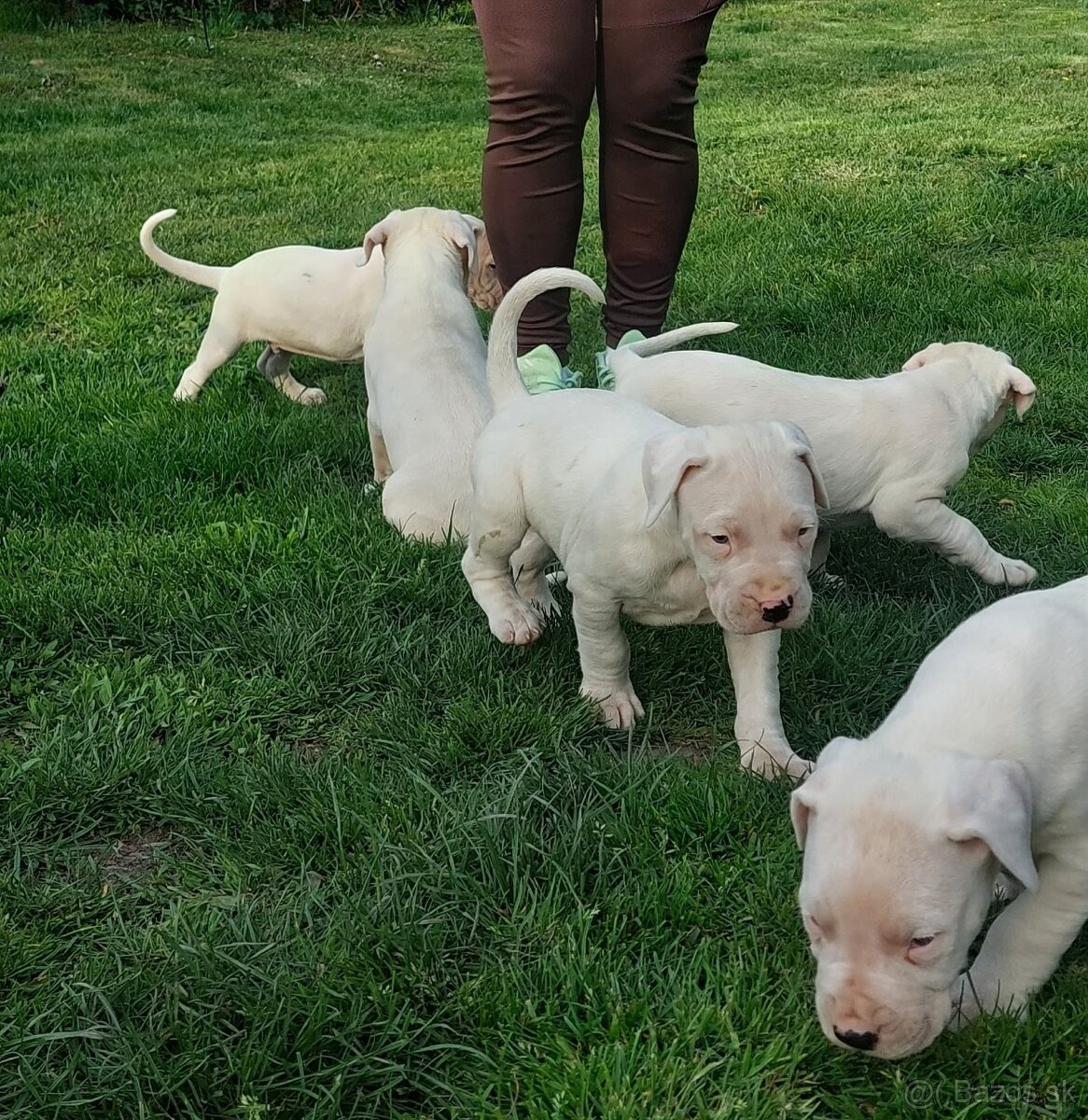 Argentinska doga - 13