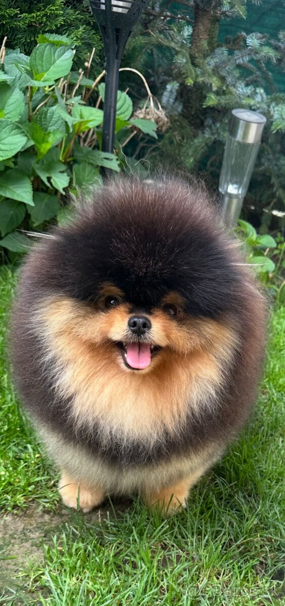 Pomeranian s pp FCI - 13