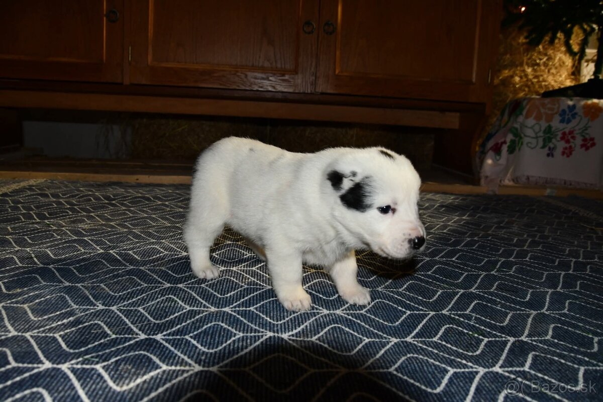 Stredoazijsky ovčiak - 13