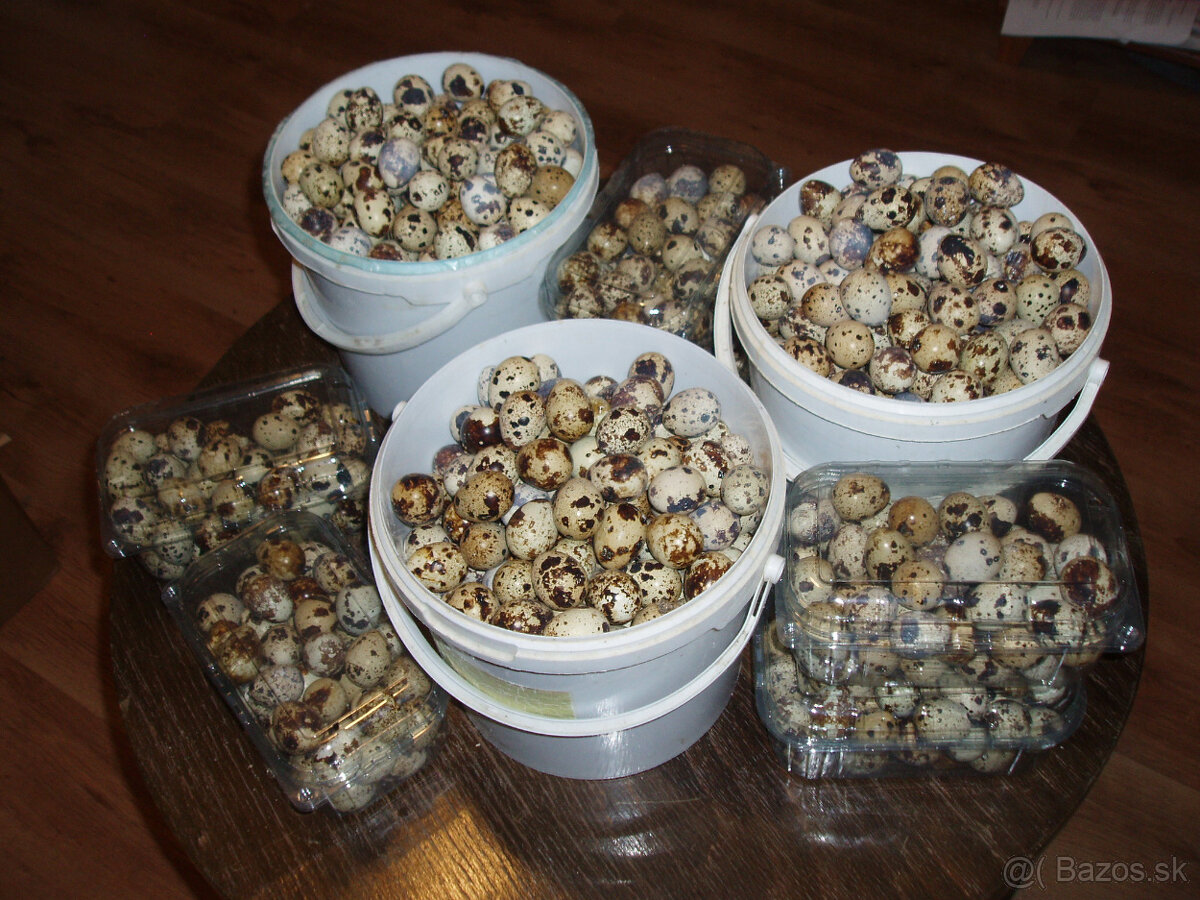 prepeličie vajíčka - 13