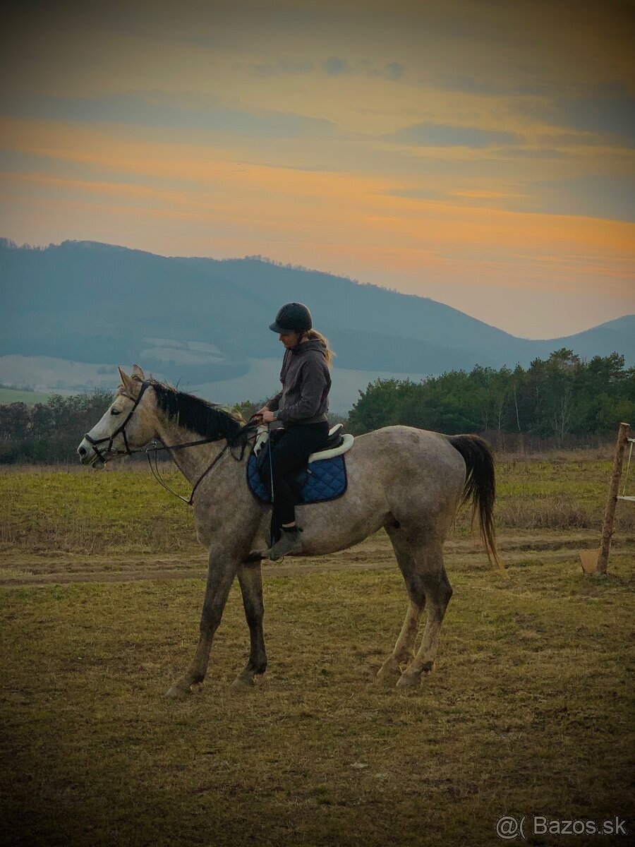 Krásny 6 ročný valach - 13