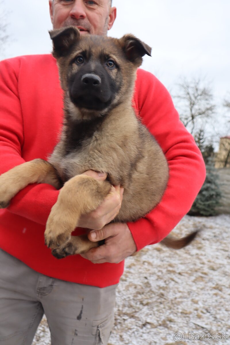 Nemecký ovčiak šteniatka s PP WORK line - 13