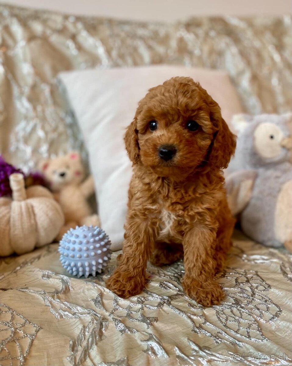 Maltipoo Pudel - 13