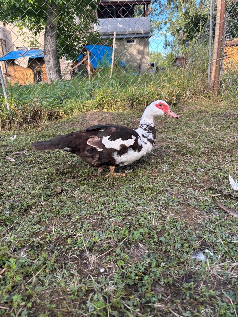 Pyžmove kačky - 13