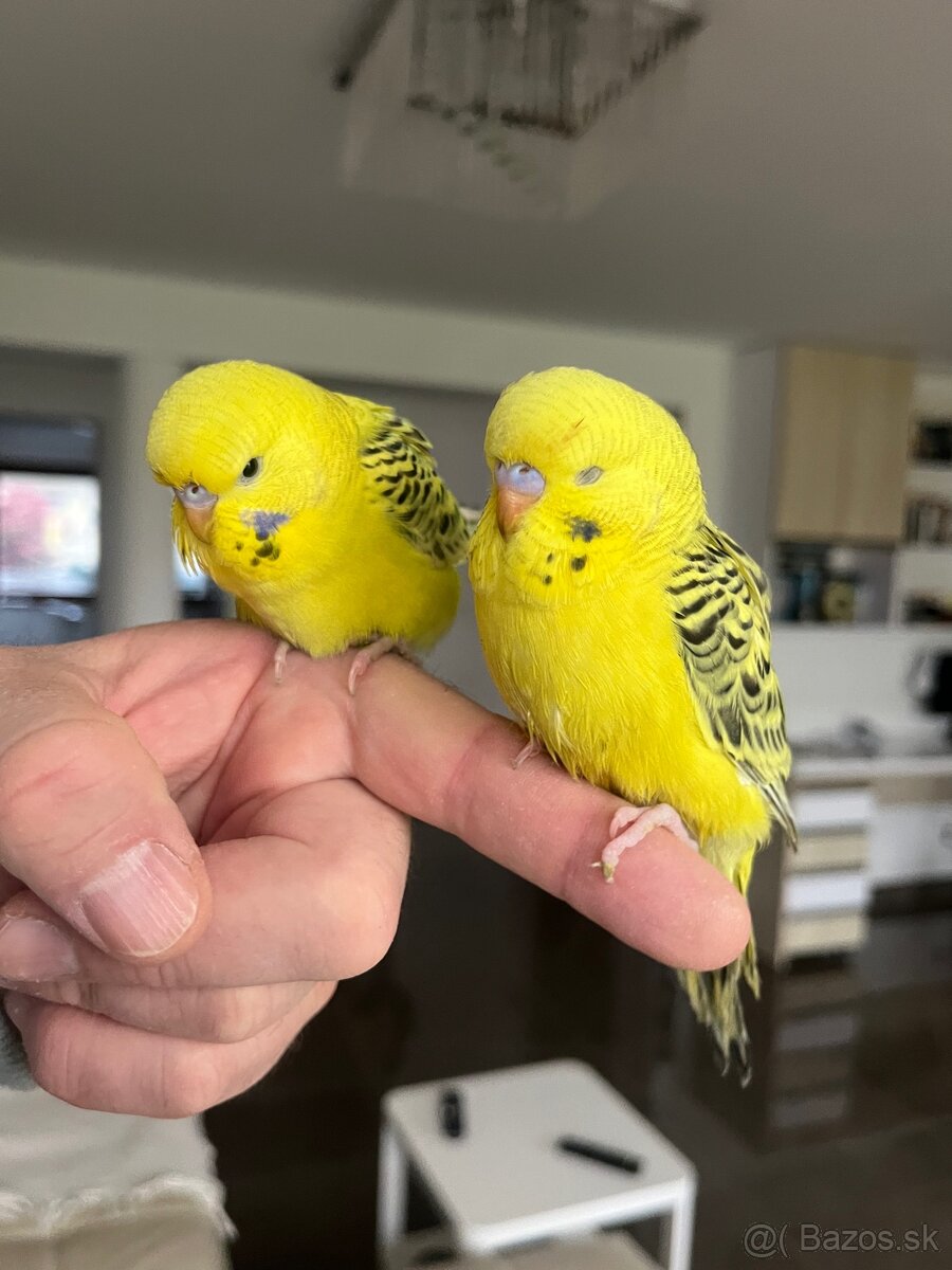 Andulka TCB Maznačik - 13