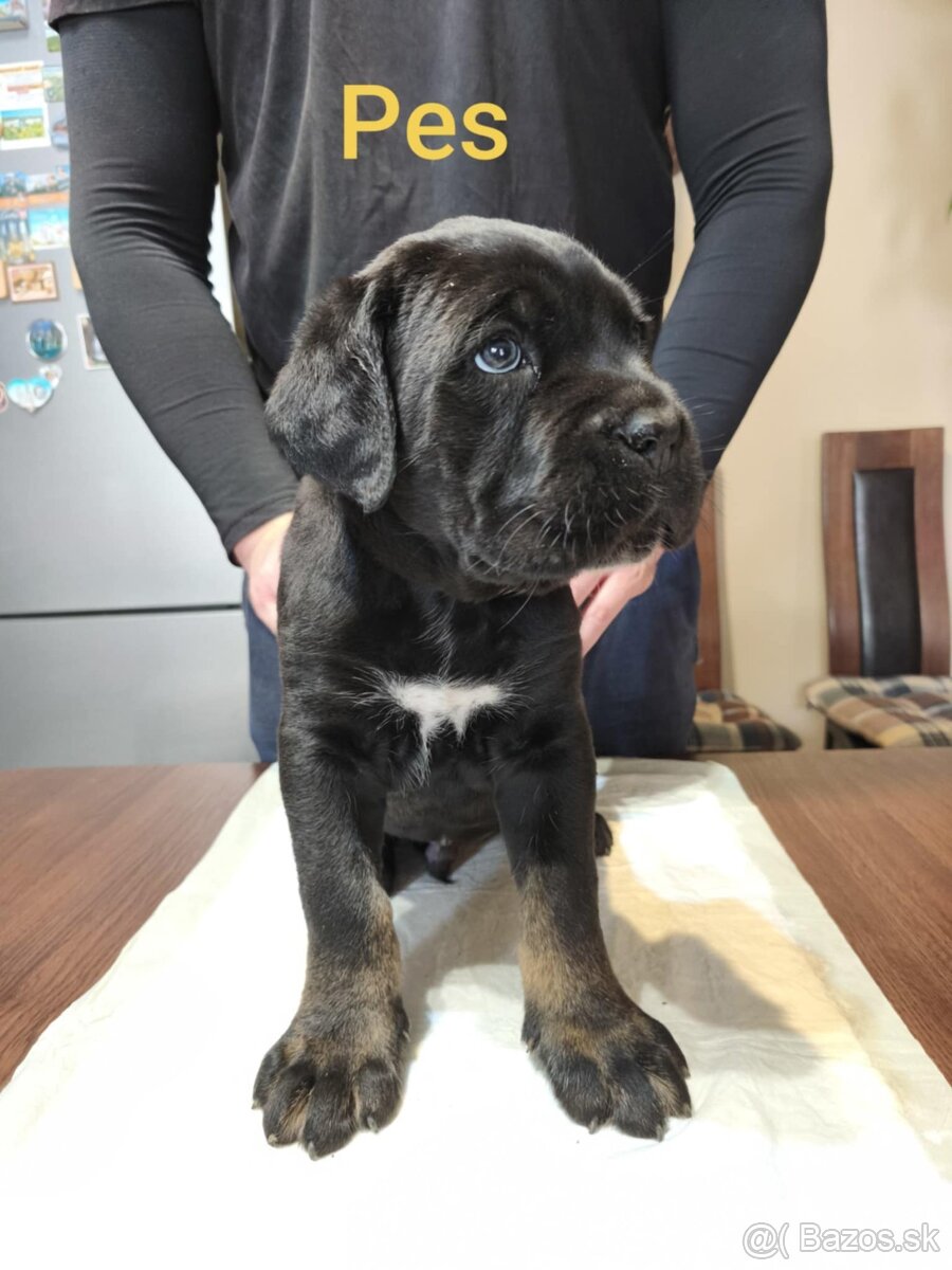 Cane Corso bez PP - 13