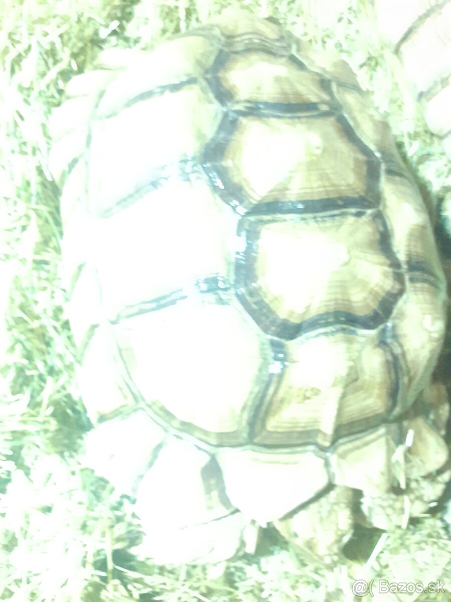 Želvy ostruhaté sulkata - 13