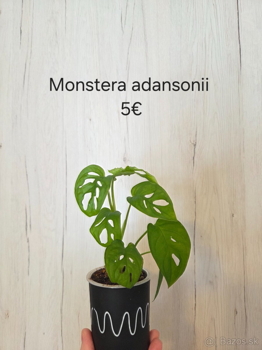 Izbové rastliny nenáročné - 13