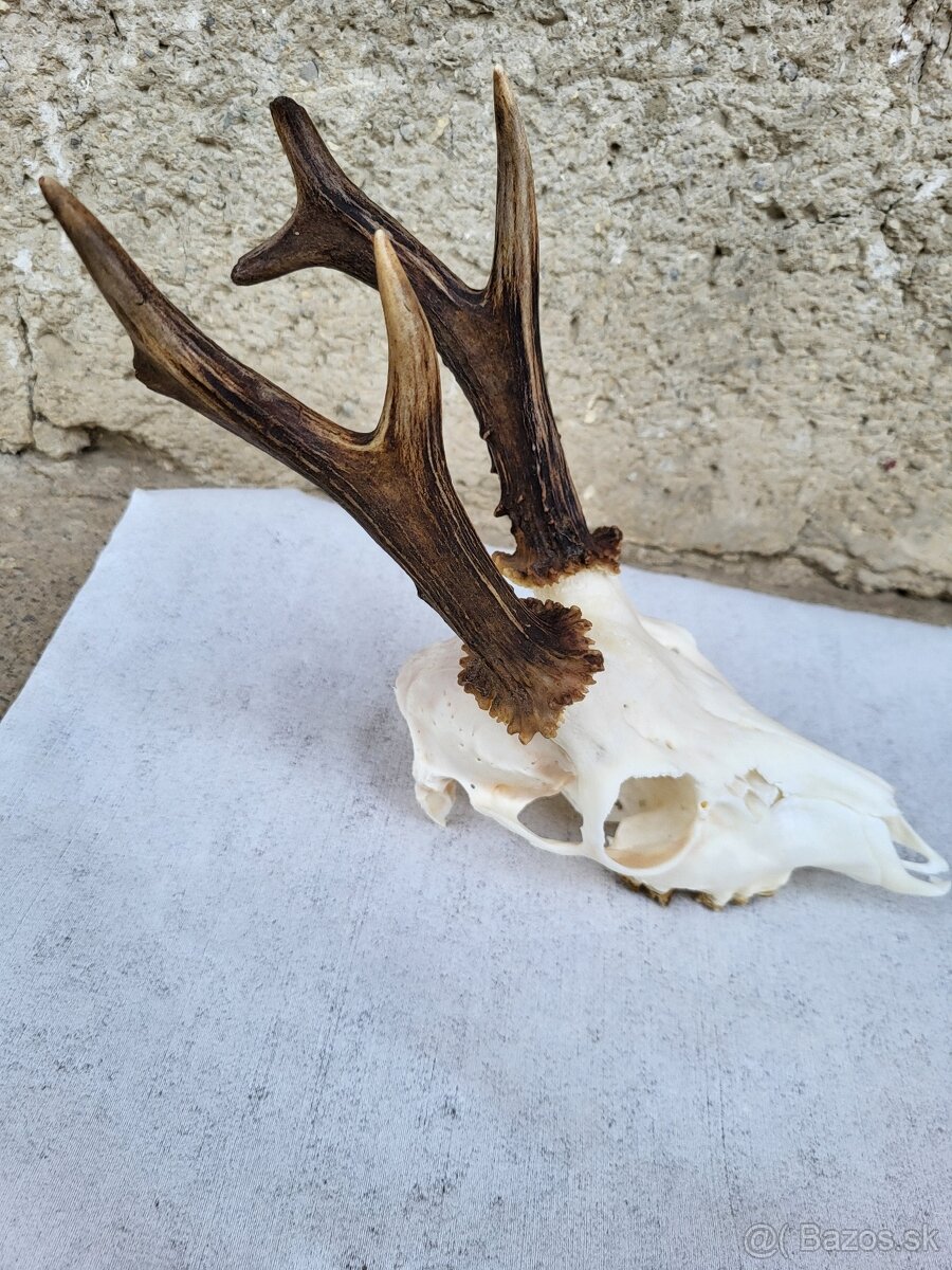 Poľovnícke trofeje - 13