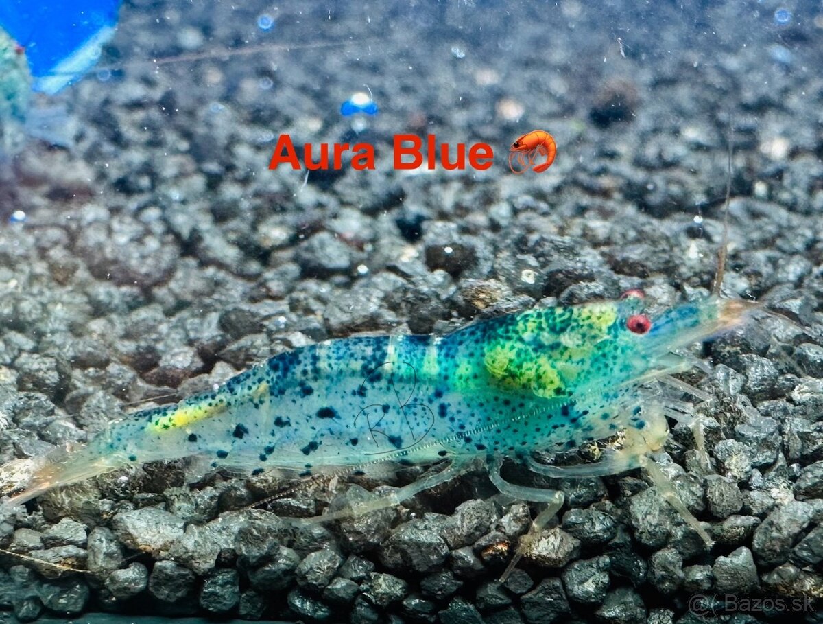 Premium Krevetky Neocaridna a Caridina - OSOBNY ODBER POPRAD - 13