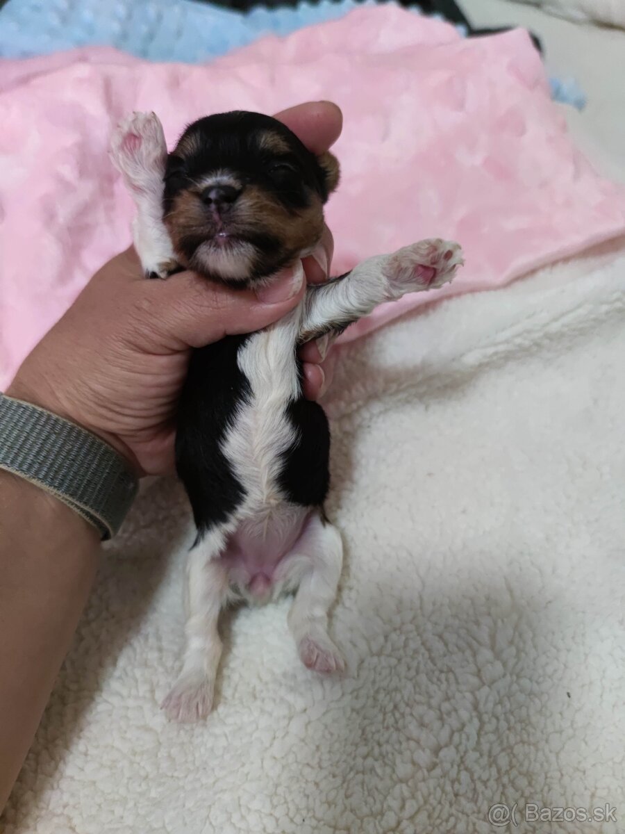 Biewer Yorkshire terrier - 13