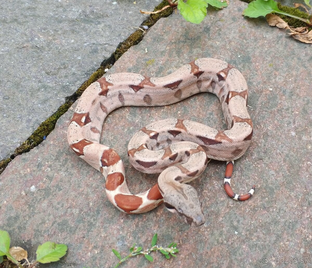 Boa imperator- Sterling Sharp Albino - 13
