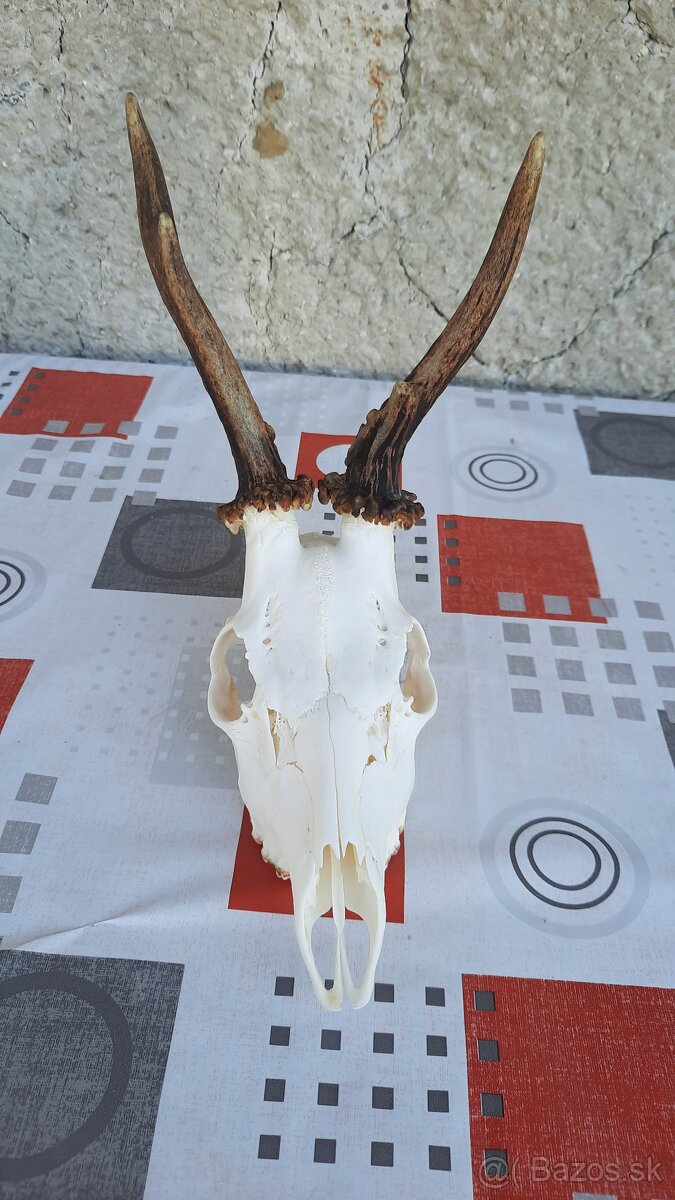 Čistenie trofejí - 13