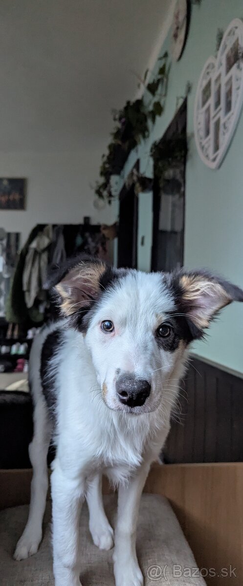 Border kolia tricolor - 13