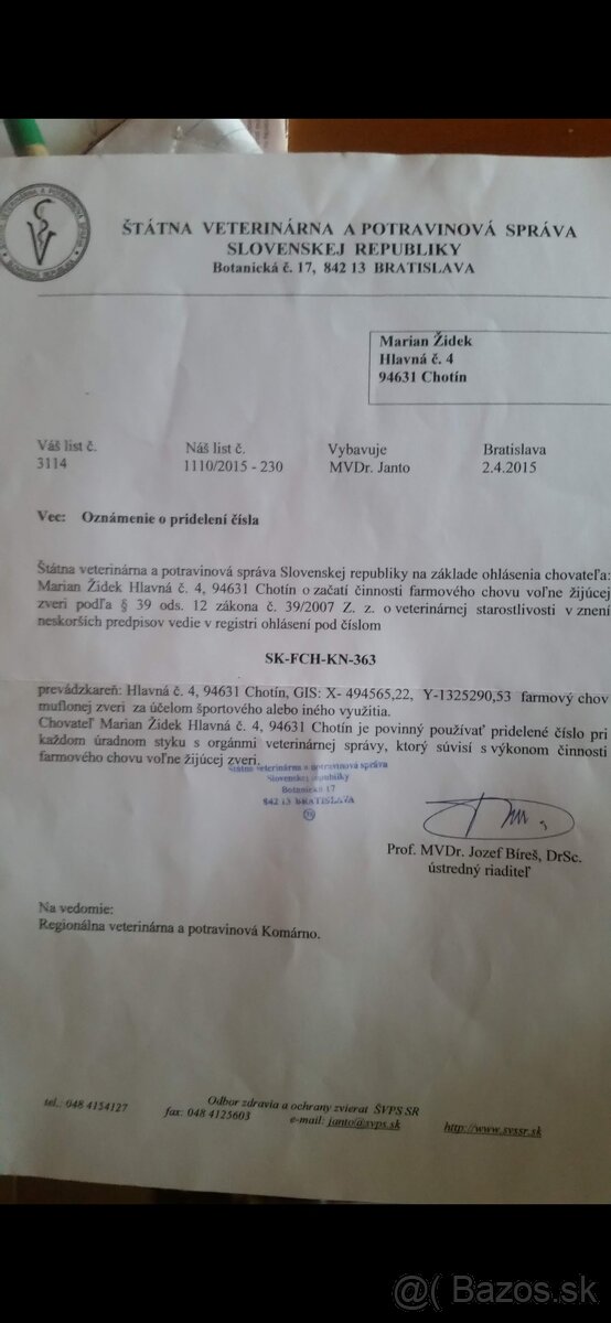 Muflon, muflonka,muflónča - 13
