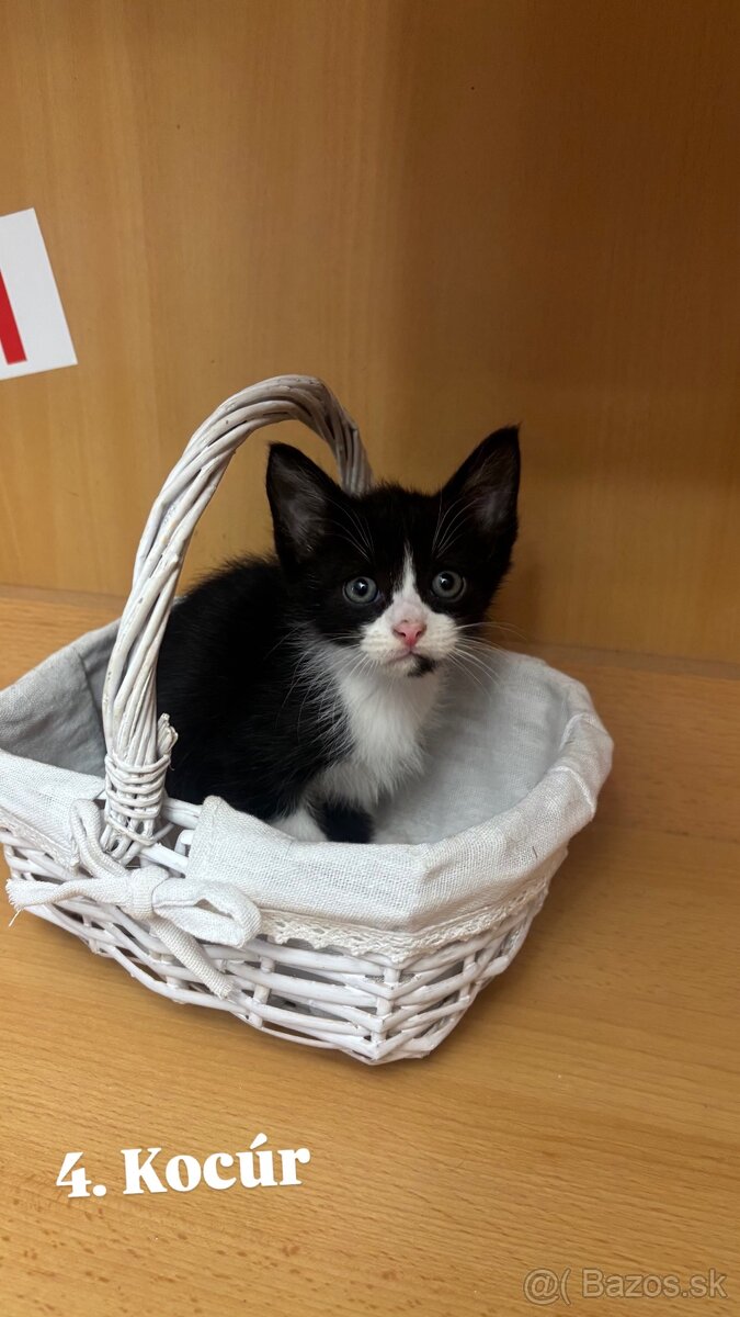 Darujem mačiatká - 13