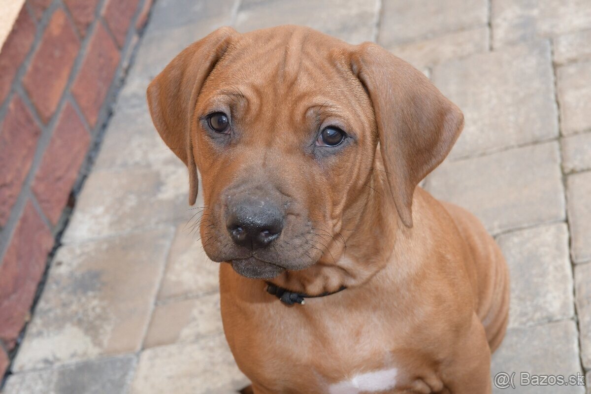 Rhodesian Ridgeback - vymazlená štěňátka s PP - 13
