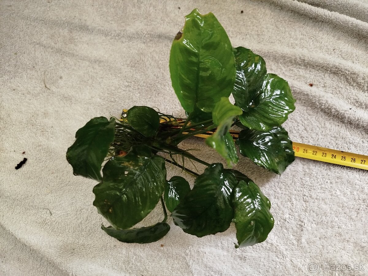 Predám veľké Anubiasy - 13