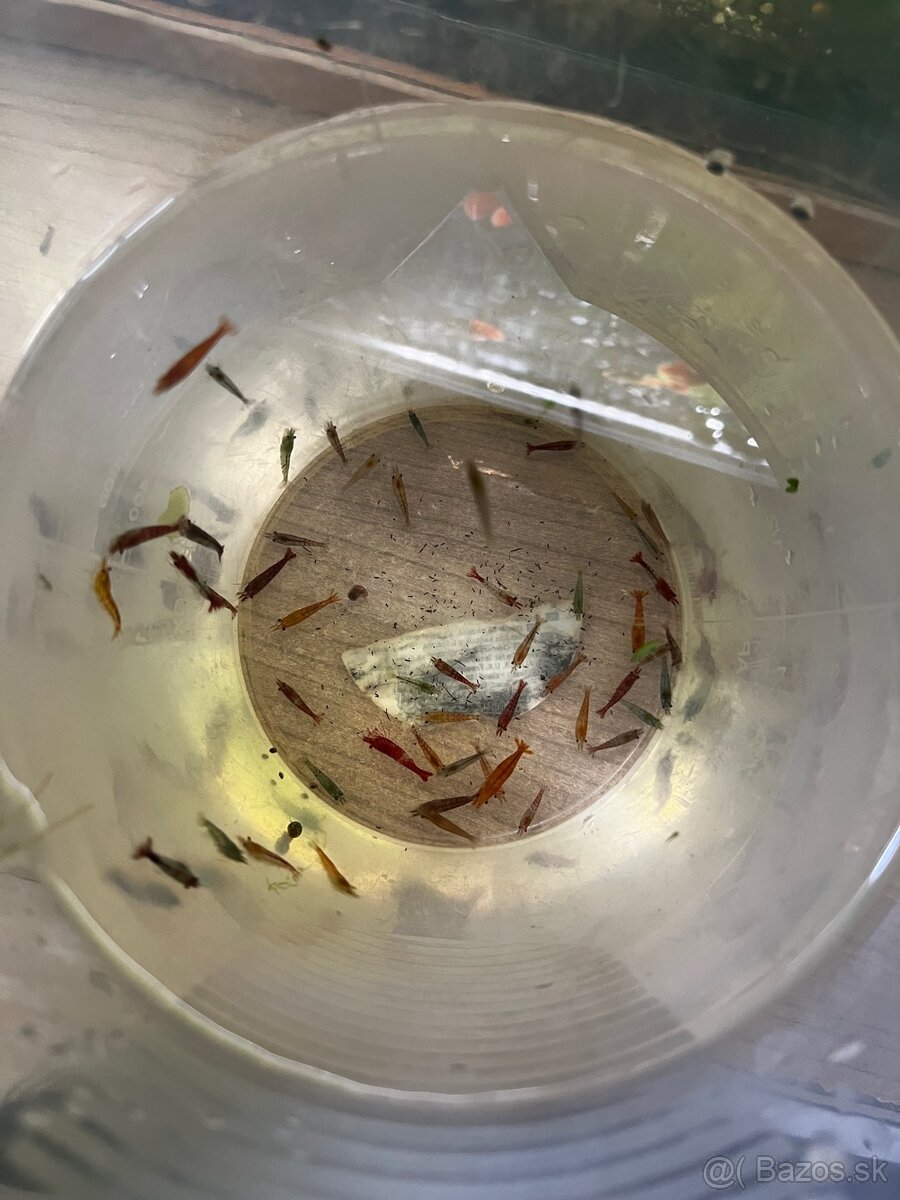 Krevetky Neocaridina - 13