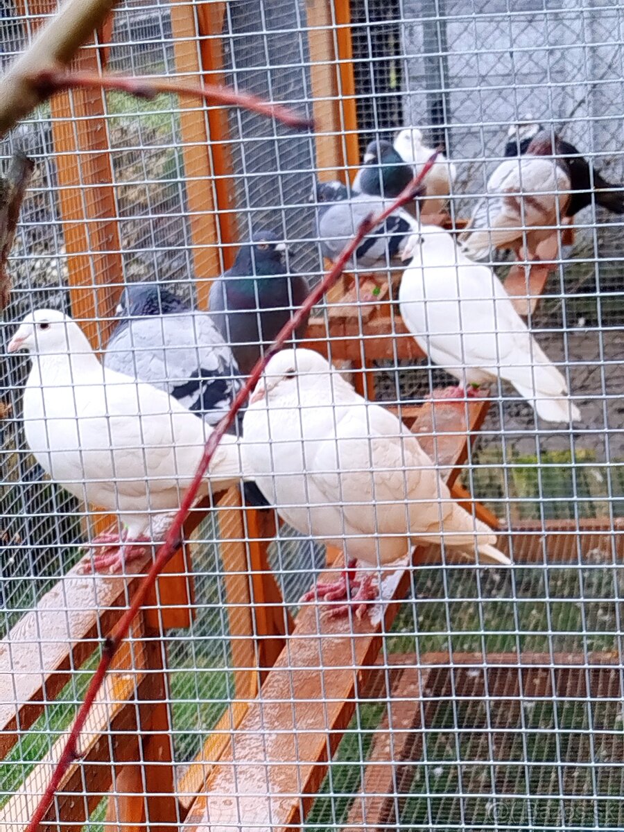 Poštové holuby samčeky - 13