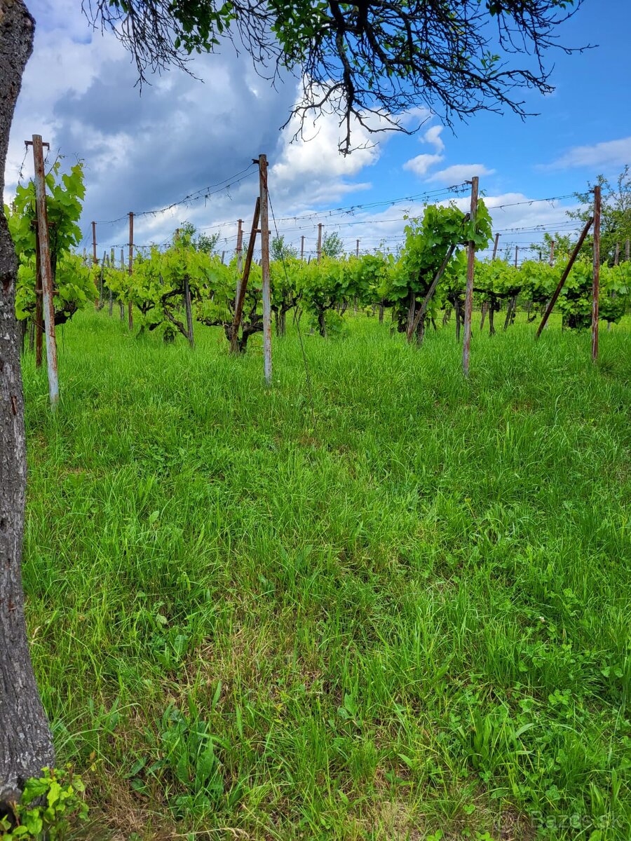 Viničný dom + vinica + ovocný sad, Čajkov, Štiavnické vrchy - 13