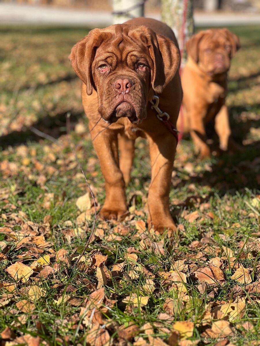 Bordeauxská doga s PP pes - 13