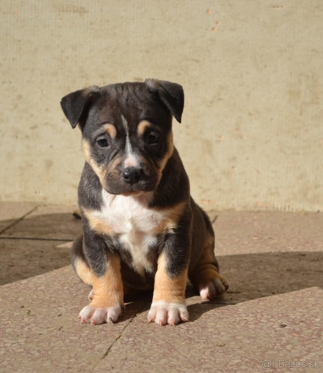 American bully pocket / shar pei (odber 14.11) - 13