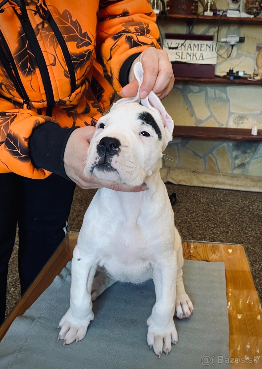 Argentínska doga - sučka s PP - 13