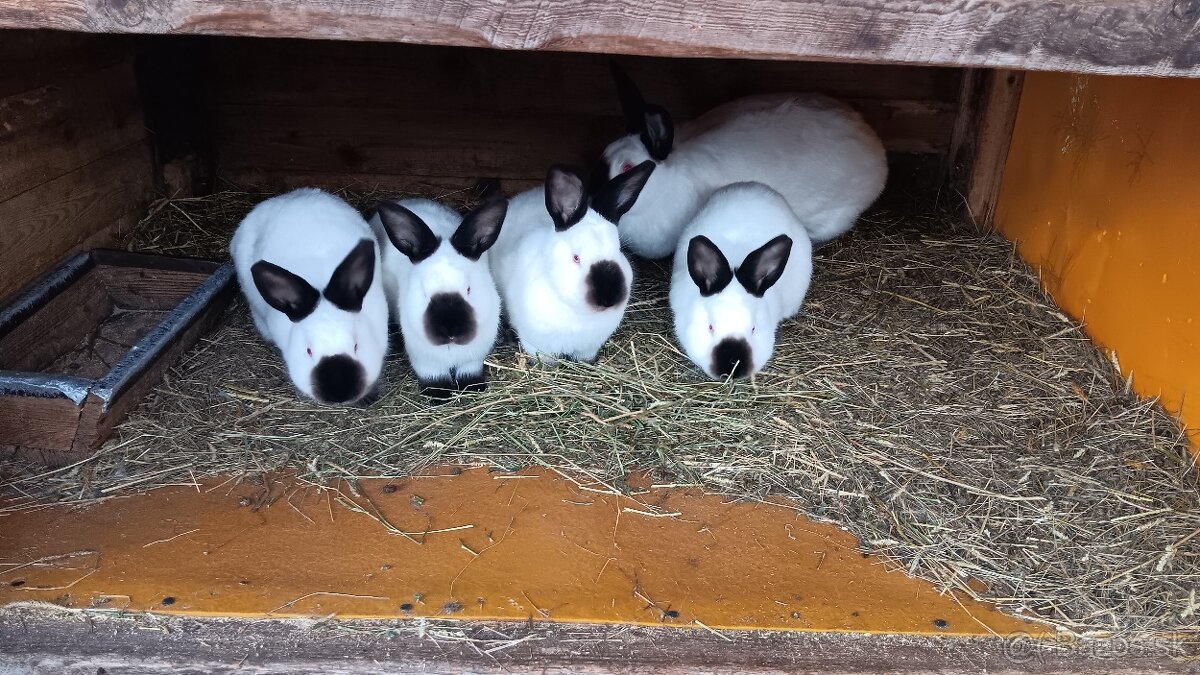 N.O. Strakoš, Kalifornsky - 13