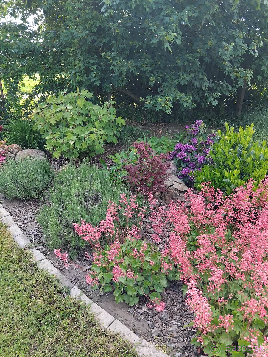 Realizácie záhrad,rez ovocných stromov a drevín - 13