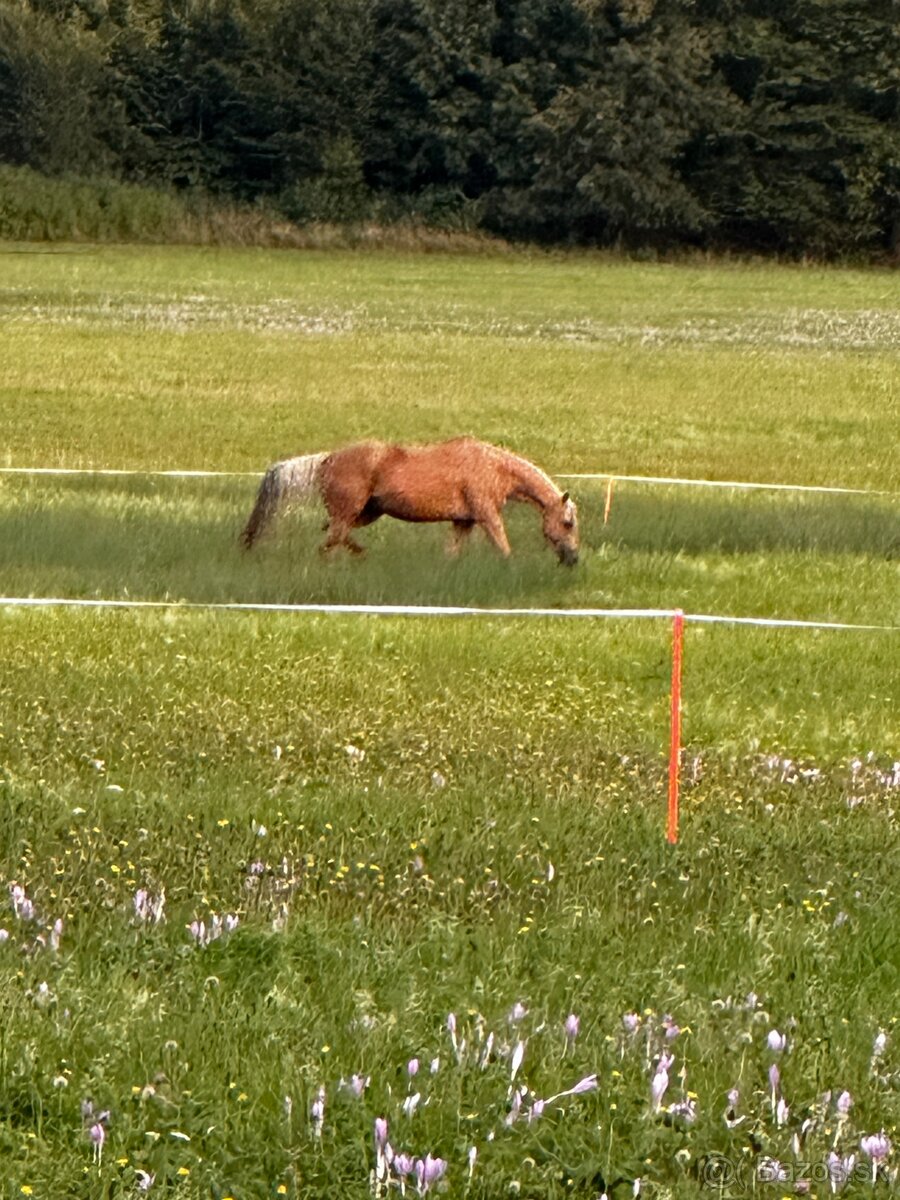 Kobyla QH Quarter Horse - 13