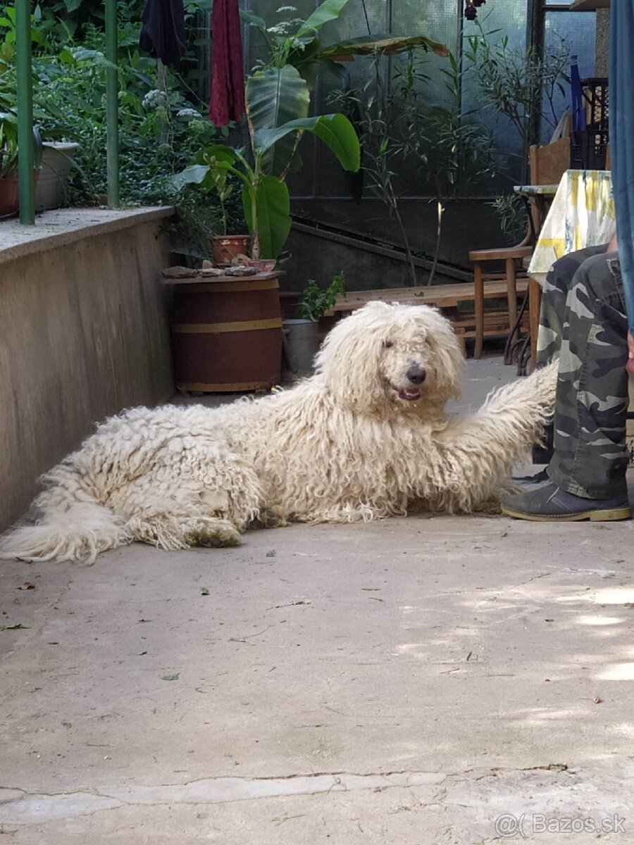 KOMONDOR ŠTENIATKA - 13