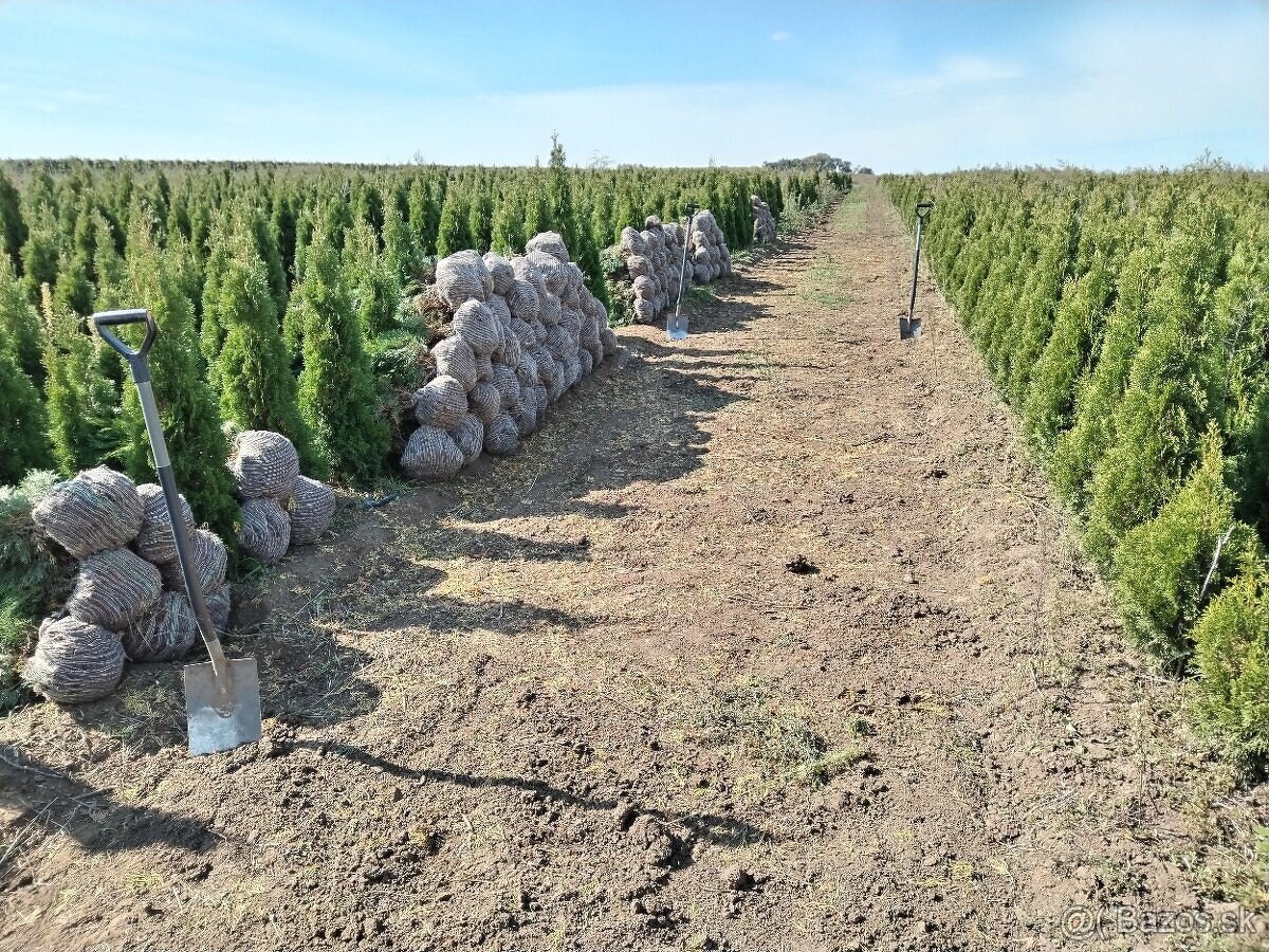 Tuja Smaragd, vavrínovec, červienka, gaštan - Žilina - 13