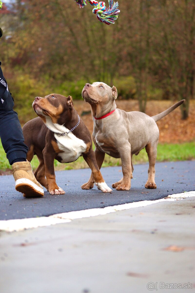 American Bully XL (Pitbull XXL) - 13