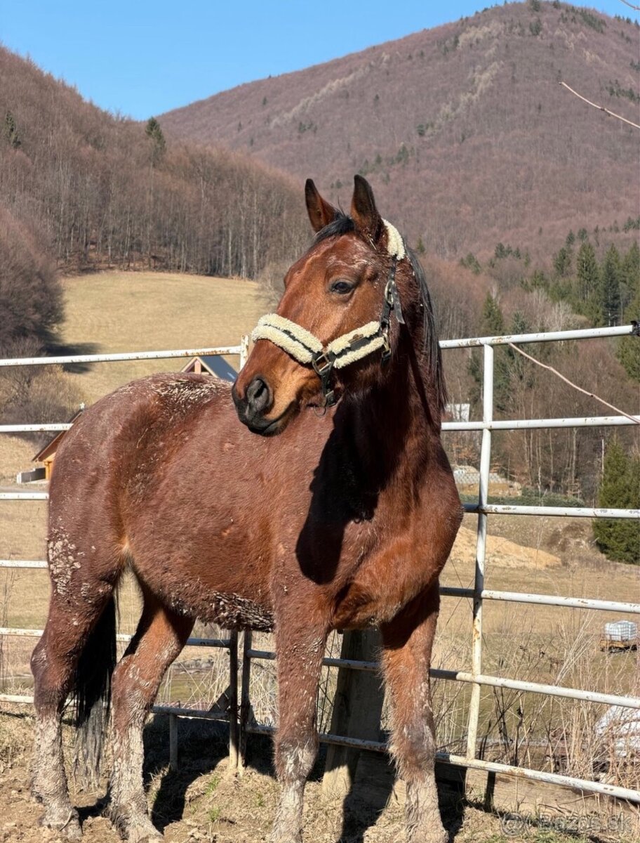 Valach na predaj - 13