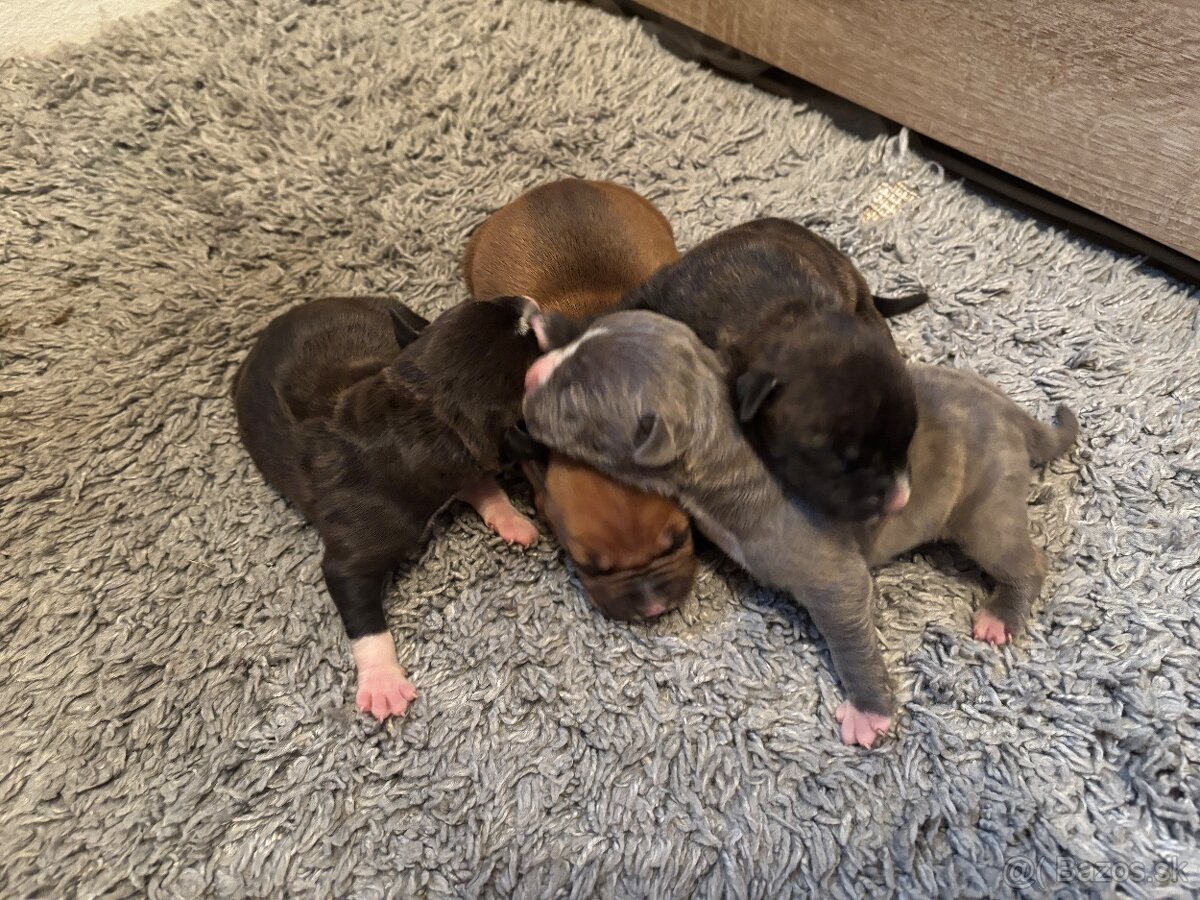 Americký stafordsirsky terier, Stafford, amstaf - 13