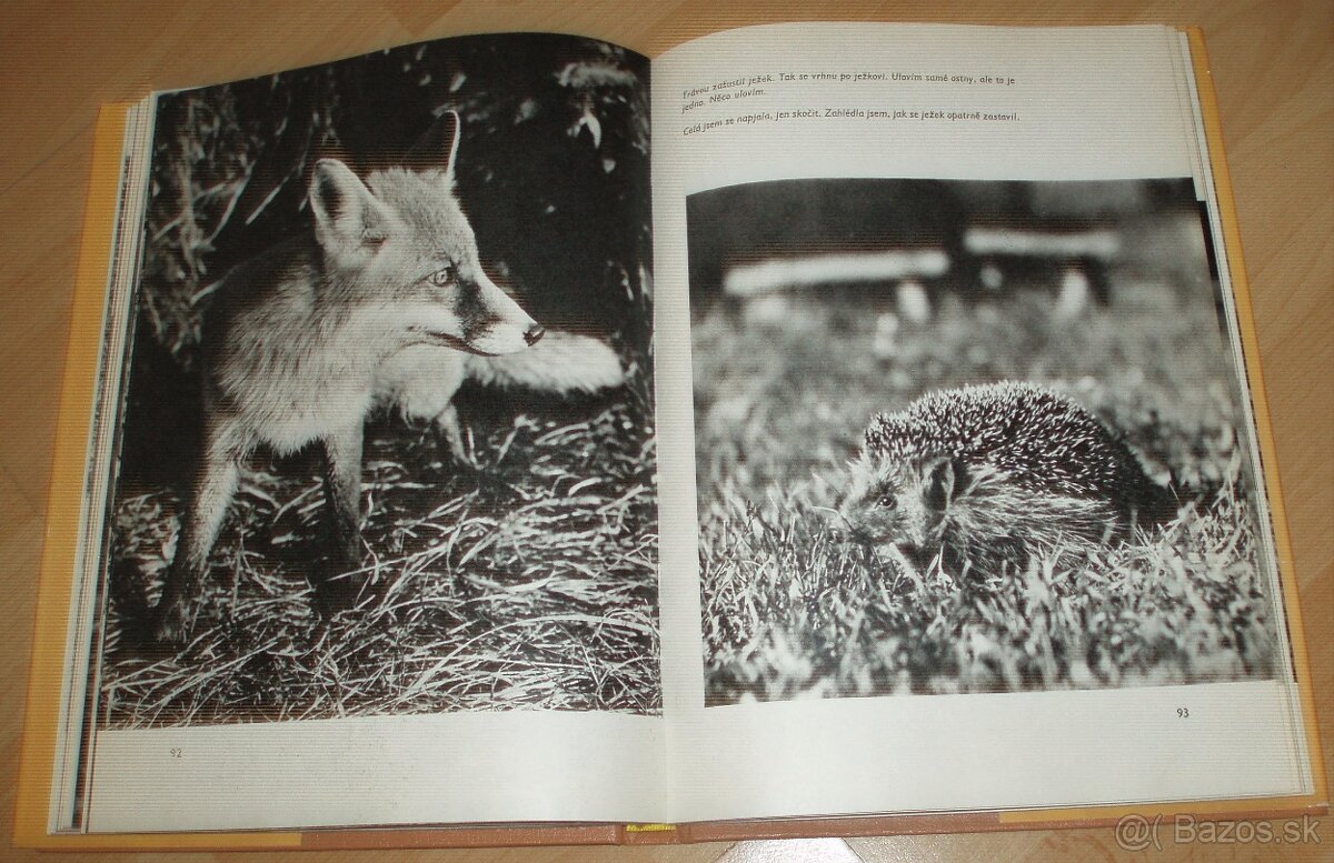 Povídání s liškou - 13