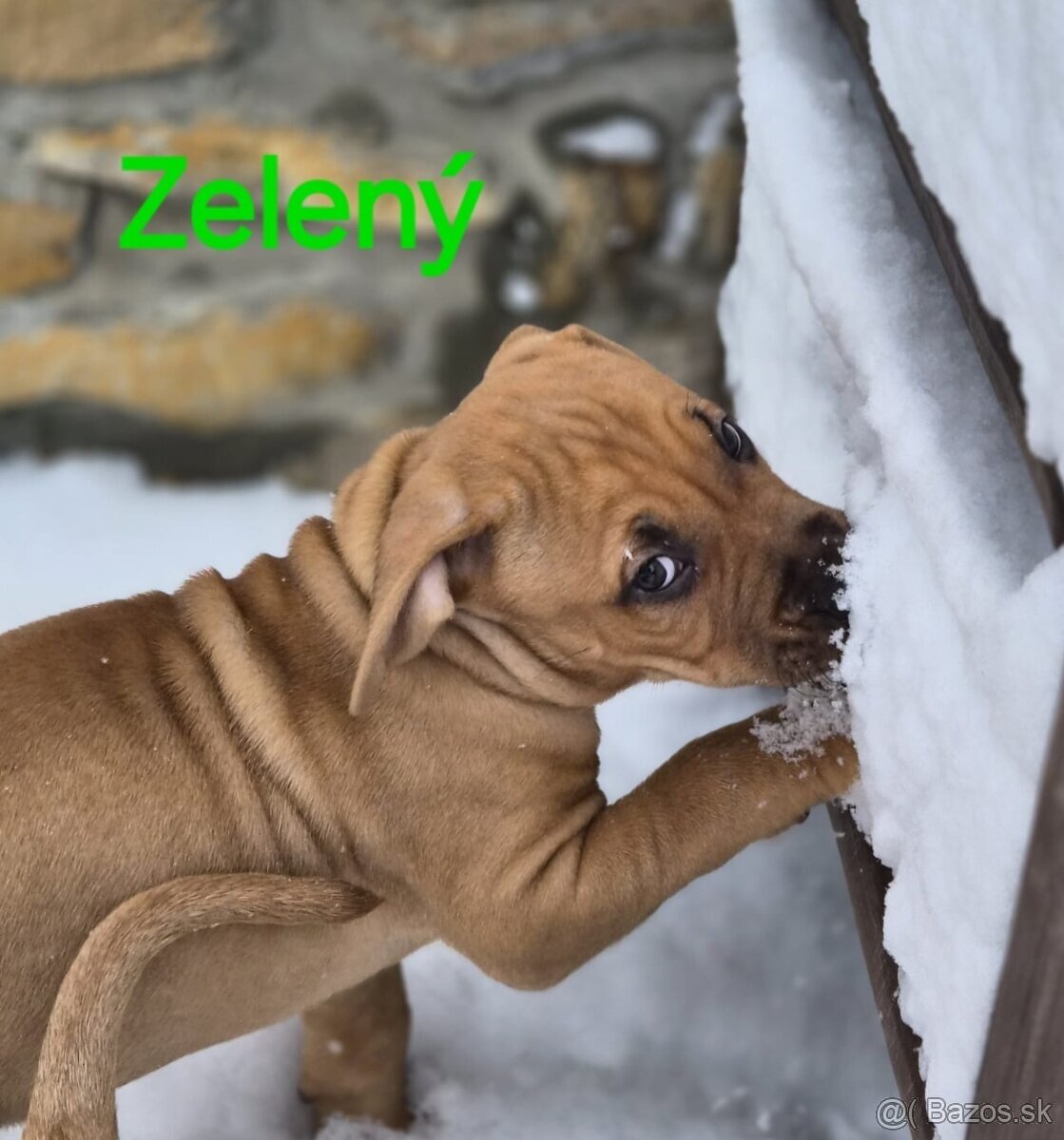 Americký stafordširský teriér - 13