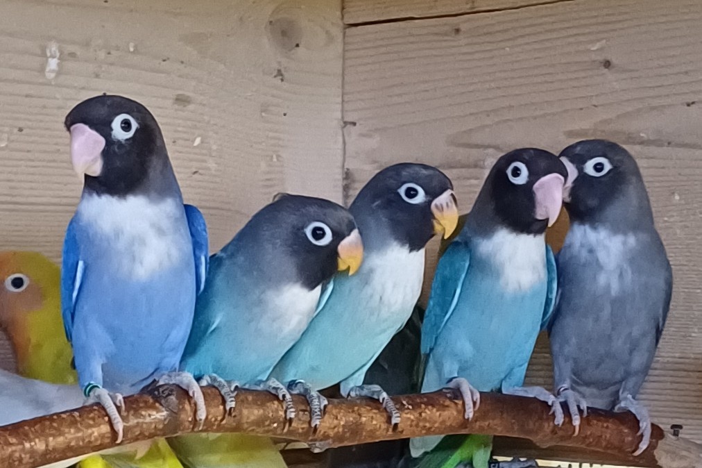 Prodám agapornise. - 13