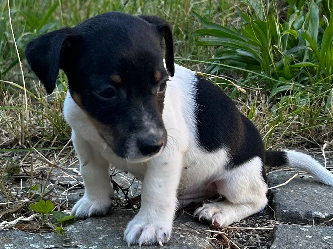Jack russell - 13